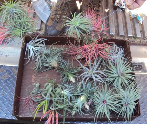 Bromeliad Tillandsia Assortment Box of 19 Medium